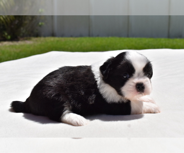 Medium Photo #4 Shih Aussie Puppy For Sale in PALM COAST, FL, USA