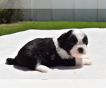 Small #3 Shih Aussie