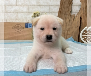 Shiba Inu Puppy for sale in MANHATTAN, NY, USA