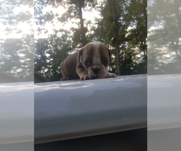Medium Photo #2 English Bulldog Puppy For Sale in MCMINNVILLE, TN, USA