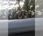Small Photo #2 English Bulldog Puppy For Sale in MCMINNVILLE, TN, USA