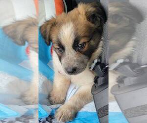 Australian Shepherd-Mutt Mix Puppy for sale in CARROLLTON, TX, USA