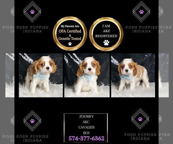 Medium Photo #2 Cavalier King Charles Spaniel Puppy For Sale in WARSAW, IN, USA