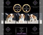 Small Photo #38 Cavalier King Charles Spaniel Puppy For Sale in WARSAW, IN, USA