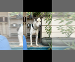 Small Bulldog-Staffordshire Bull Terrier Mix