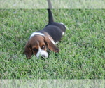 Small Photo #25 Basset Hound Puppy For Sale in MEMPHIS, MO, USA