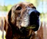 Small #19 Plott Hound Mix