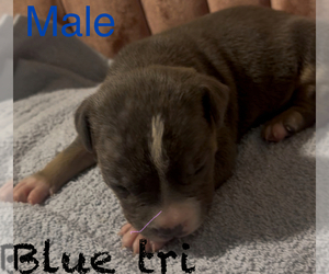 Medium American Bully