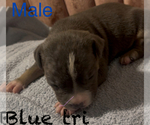 Puppy 2 American Bully