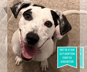 Pointer-Unknown Mix Dogs for adoption in Boston, MA, USA
