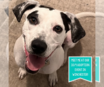 Small Pointer Mix