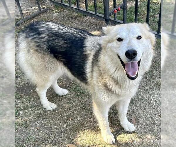 Medium Photo #1 Siberian Husky Puppy For Sale in Riverside, CA, USA