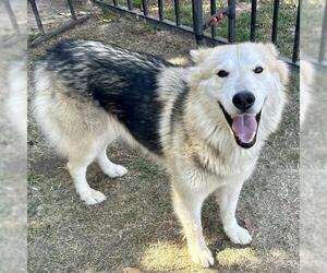 Siberian Husky Dogs for adoption in Riverside, CA, USA