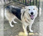 MOLLY - Female Siberian Husky Dog for Adoption - Small photo