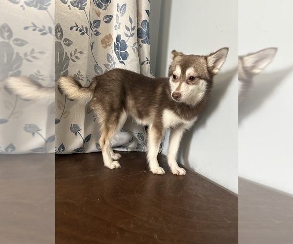 Medium Photo #42 Alaskan Klee Kai Puppy For Sale in DURHAM, CT, USA