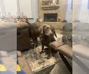Mother of the Labrador Retriever puppies born on 01/20/2023