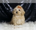 Small Photo #29 Maltipoo (Miniature) Puppy For Sale in WARSAW, IN, USA