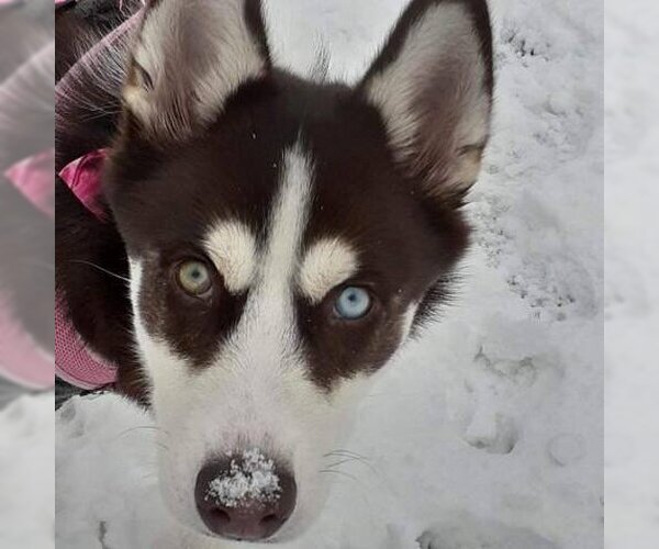 Medium Photo #2 Siberian Husky Puppy For Sale in Sequim, WA, USA