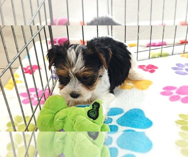 Medium Photo #7 Yorkshire Terrier Puppy For Sale in ORO VALLEY, AZ, USA