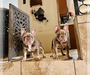 French Bulldog Puppy for sale in TUCSON, AZ, USA