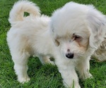 Small #10 Bernedoodle (Miniature)