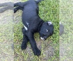 Small #24 Labradoodle