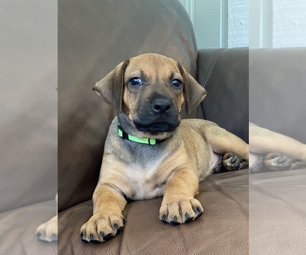 Medium Photo #1 Rhodesian Ridgeback Puppy For Sale in KELLER, TX, USA