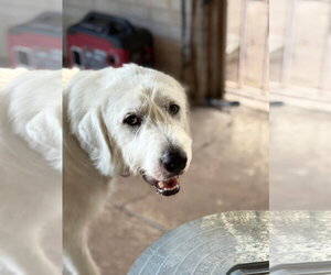 Max - Male Great Pyrenees-Unknown Mix Dog for Adoption - Photo #4