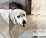 Small #3 Great Pyrenees Mix