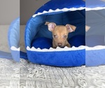 Small #4 Chihuahua