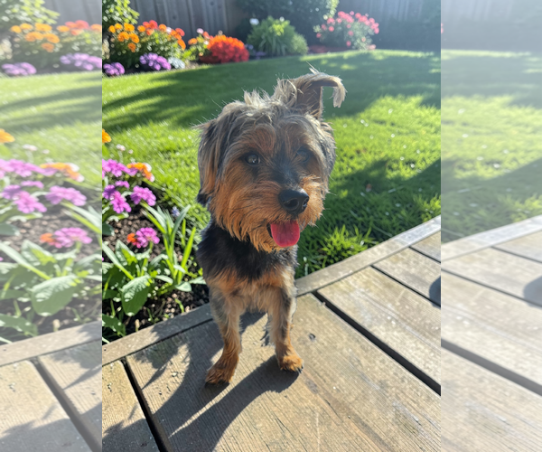 Medium Photo #5 Mutt Puppy For Sale in McKinney, TX, USA