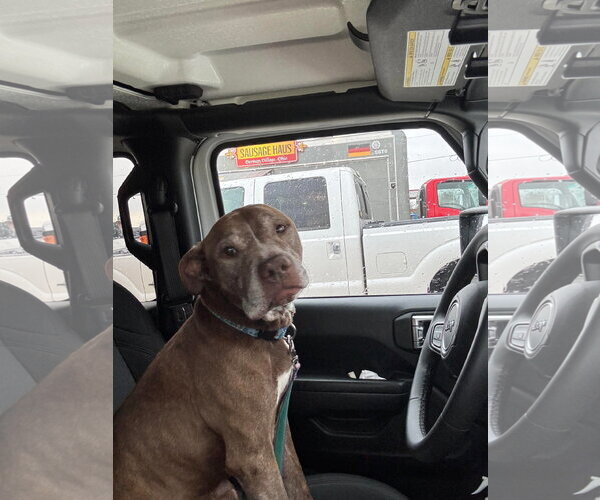 Medium Photo #12 American Pit Bull Terrier-Unknown Mix Puppy For Sale in Germantown, OH, USA