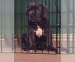 Small Photo #1 Cane Corso Puppy For Sale in MANHATTAN, NY, USA