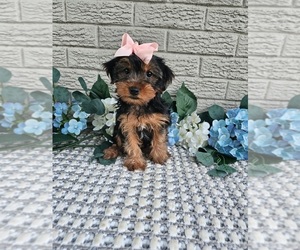 Yorkshire Terrier Puppy for sale in INDIANAPOLIS, IN, USA