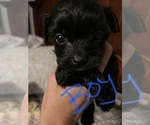 Small Photo #6 Tibetan Terrier-Yorkshire Terrier Mix Puppy For Sale in JACKSONVILLE, FL, USA