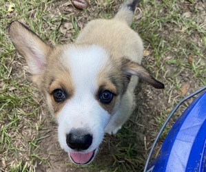Pembroke Welsh Corgi Puppy for sale in BRANDON, FL, USA
