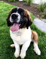 Saint Bernard Puppy for sale in LANCASTER, PA, USA