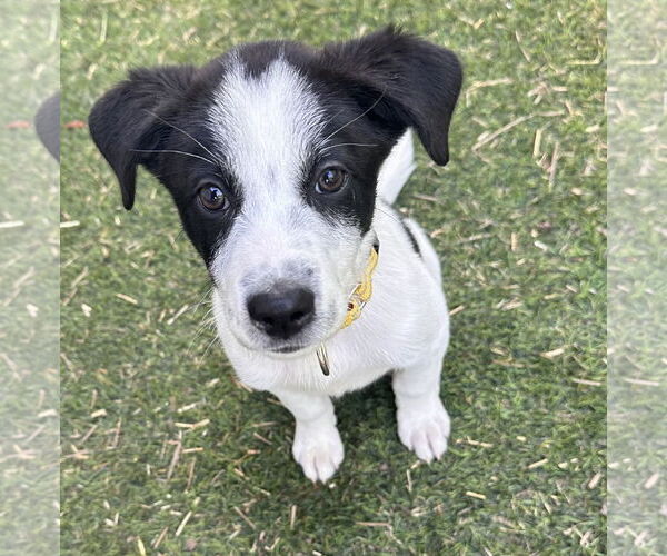 Medium Photo #2 Collie-Unknown Mix Puppy For Sale in Brooklyn Center, MN, USA