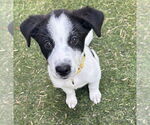 Small #1 Collie Mix