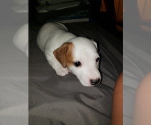 Jack Russell Terrier Puppy for Sale in HEMET, California USA