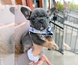 Medium French Bulldog