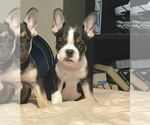 Small Photo #30 French Bulldog Puppy For Sale in ORLANDO, FL, USA