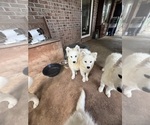 Small #11 Samoyed