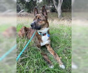 Mutt Dogs for adoption in Salinas, CA, USA