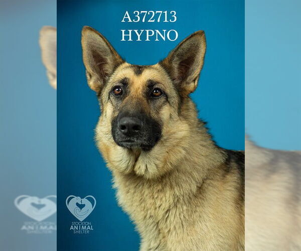 Medium Photo #1 German Shepherd Dog Puppy For Sale in Stockton, CA, USA