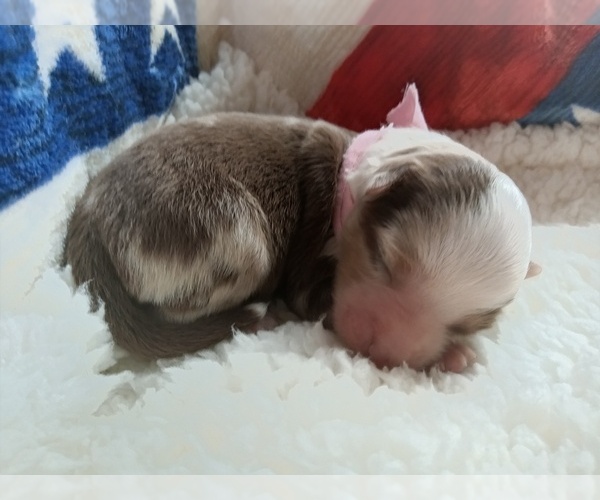 Medium Photo #6 Miniature Australian Shepherd Puppy For Sale in BONNERS FERRY, ID, USA