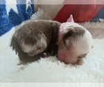 Small Photo #40 Miniature Australian Shepherd Puppy For Sale in BONNERS FERRY, ID, USA