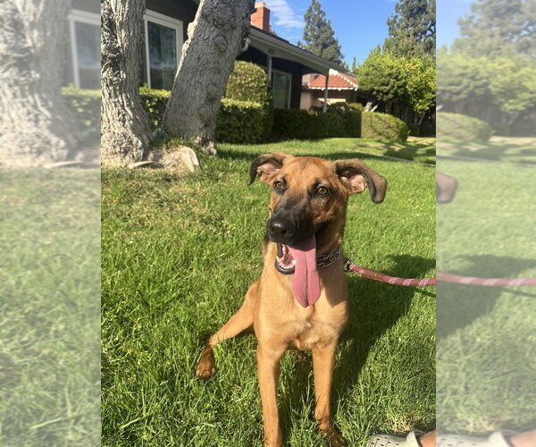 Medium Photo #1 German Shepherd Dog-Unknown Mix Puppy For Sale in Dana Point, CA, USA