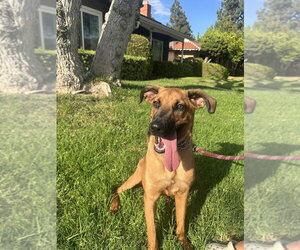 German Shepherd Dog-Unknown Mix Dogs for adoption in Dana Point, CA, USA