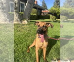 Small German Shepherd Dog Mix